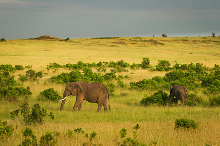 在萨凡纳，马赛马拉，肯尼亚大象