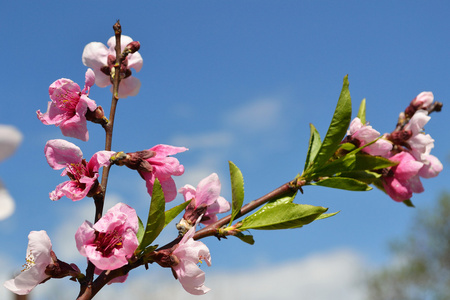 盛开的桃花树的分支