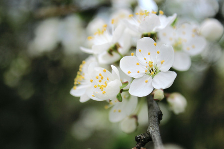 4 月花