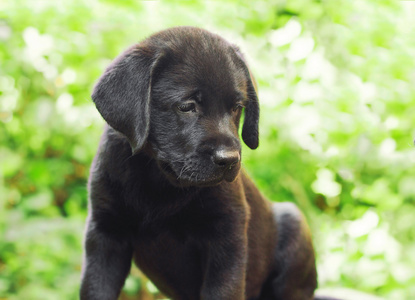 在院子里的黑色拉布拉多幼犬。