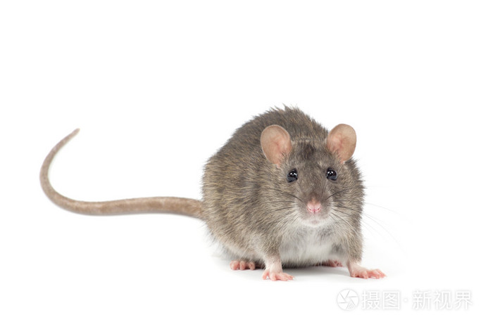 白老鼠
