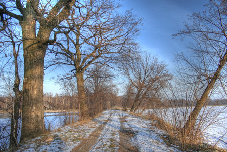 在森林景观 hdr 照片