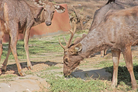 在动物园 斋浦尔，拉贾斯坦 印度采取的滑稽鹿
