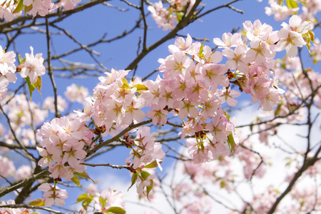 梅花樱花支行