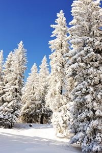 在雪中的杉木树