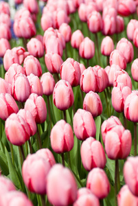 荷兰的郁金香在春天