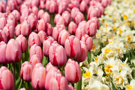 荷兰的郁金香在春天