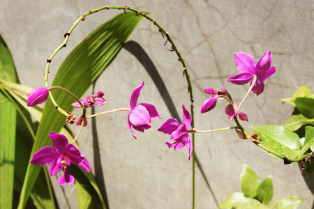 紫色陆地兰花花