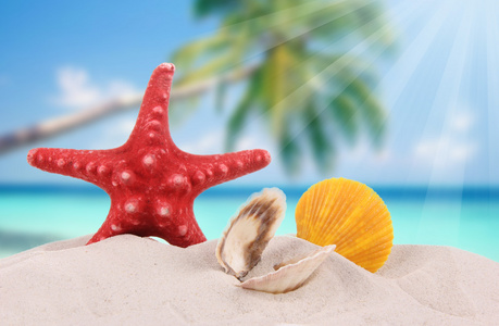 贝壳和沙滩上的海星
