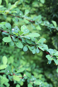 湿的叶 植物 绿色 雨 滴 花 树 自然 景观 秸秆 植物区系 夏天