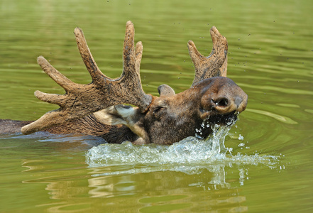 麋鹿是在湖里