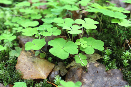 与苔藓植物