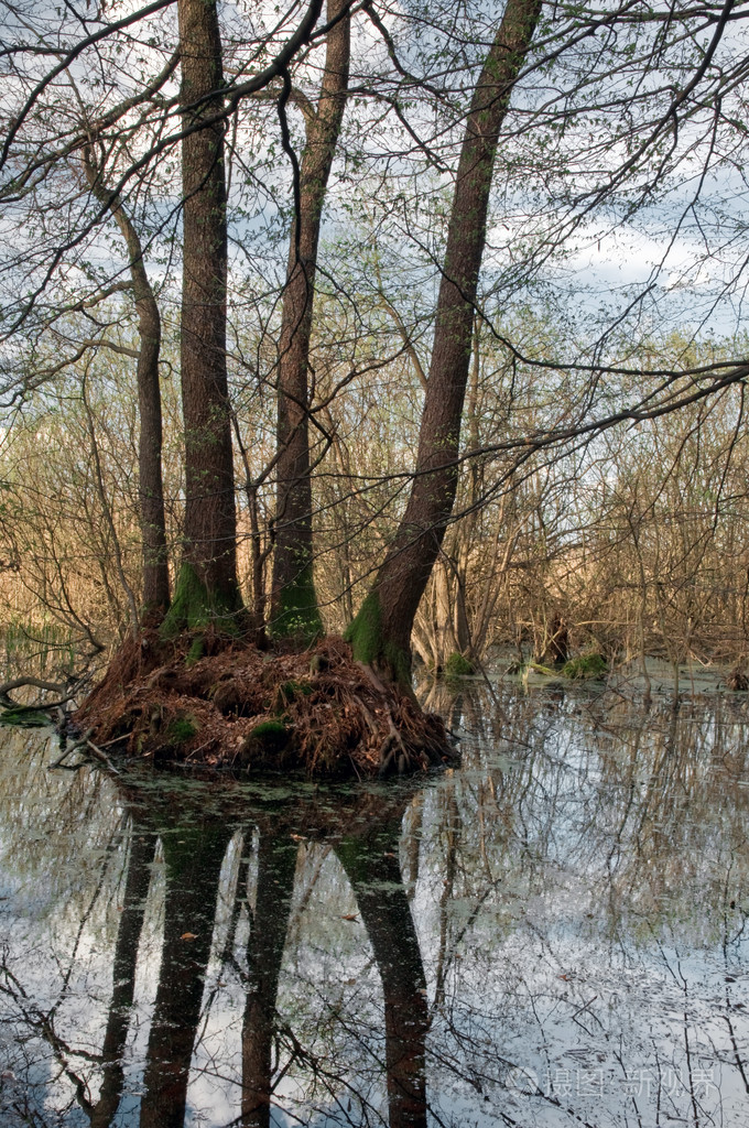 treebog