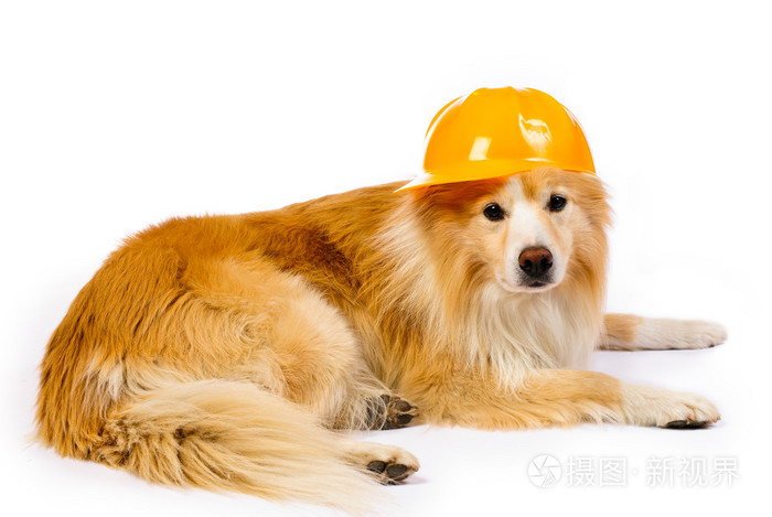 建筑安全帽的狗