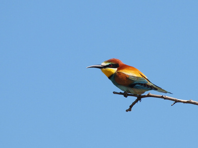 欧洲蜂食者，merops apiaster