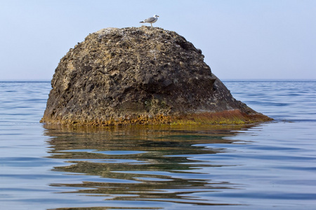 海鸥海的石头上