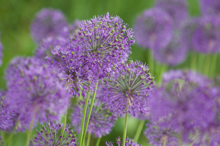 紫丁香花场