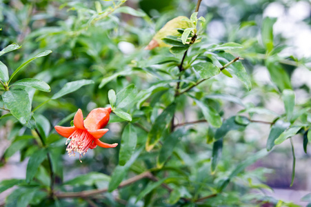 紫丁香花场