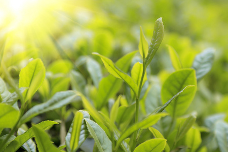 特写绿茶芽和叶片的茶叶种植园