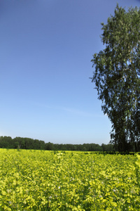 夏天风景