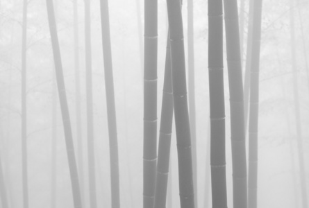 亚洲竹林与晨雾天气图片