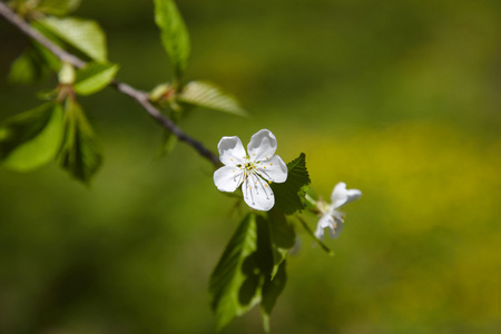 春天开花 樱花分支