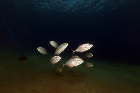 orangespotted 鲹鱼 carangoides bajad 在红海