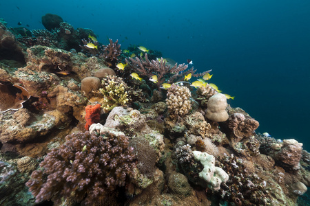 热带的鱼和珊瑚在红海