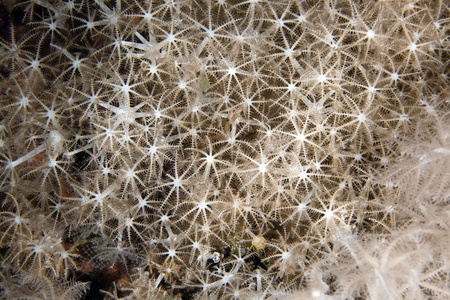 脉冲软珊瑚 xeniid 在红海