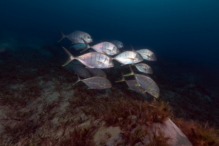 禁止鲹鱼 carangoides ferdau 在红海