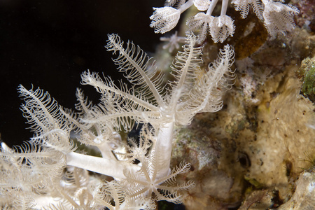 中德红海的软珊瑚