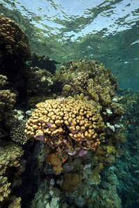 珊瑚和鱼类