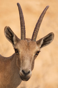 野生动物照片ibex