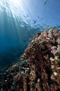 海洋 珊瑚和鱼类