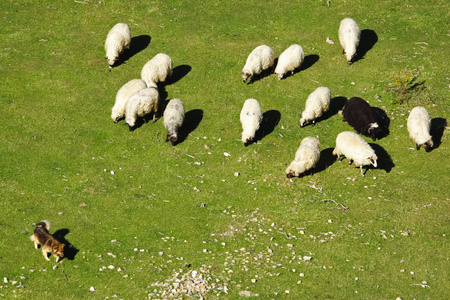 狗在牧场养一群羊