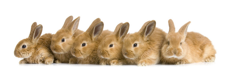 集团的兔子
