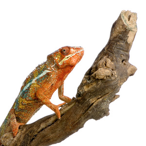 变色龙 furcifer pardalis