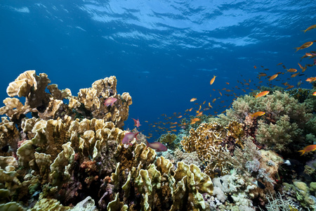 海洋 珊瑚和鱼类