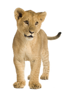 狮子幼崽5个月