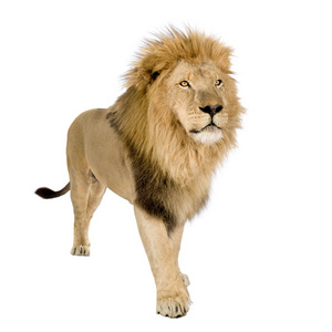 狮子 8 年非洲狮