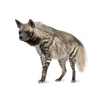 条纹鬣狗hyaena hyaena