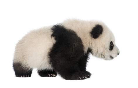 大熊猫大熊猫 6 个月