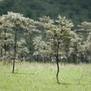 吹口哨刺相思树 dreparalobium