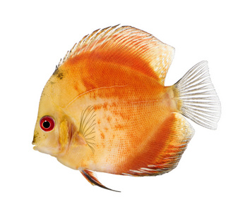 火红色铁饼 鱼七彩神仙鱼在白色的背景
