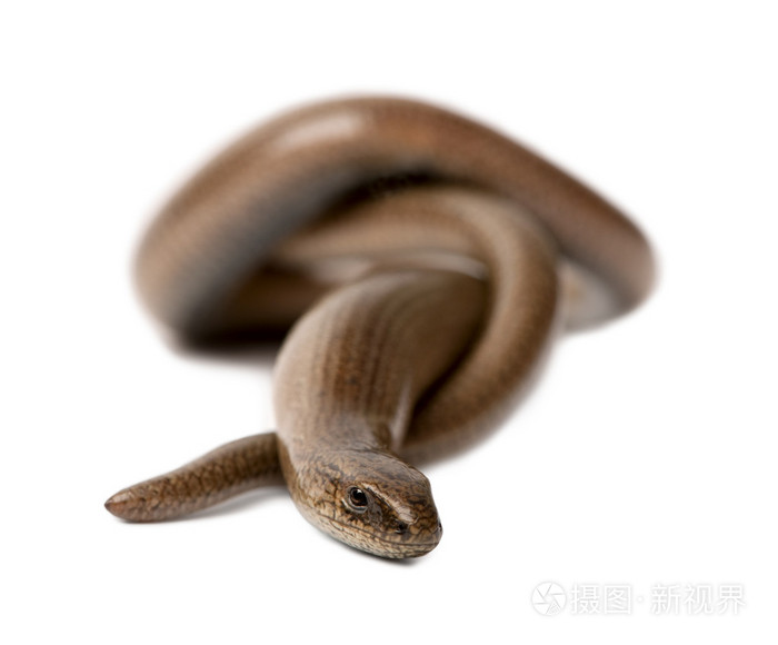 slowworm-anguis 杆菌的正面视图