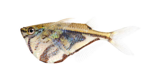 通用 hatchetfishgasteropelecus sternicla