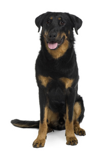 坐在和气喘吁吁在白色背景前的 beauceron