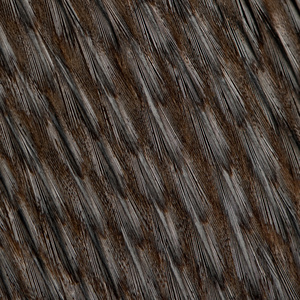 洪堡企鹅的羽毛，spheniscus humboldti 的特写