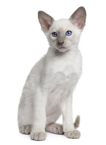 暹罗小猫 10 周老，坐在前面的白色背景