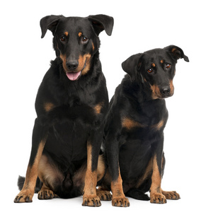 beauceron 狗 3 7 岁，坐在白色背景前